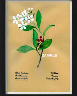Red Chokeberry | Plants of the Pinelands Series