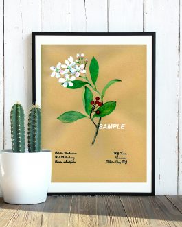 Red Chokeberry | Plants of the Pinelands Series
