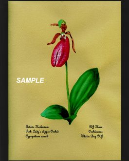Pink Lady Orchid | Plants of the Pinelands Series