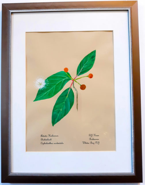 Buttonbush | Plants of the Pinelands Series