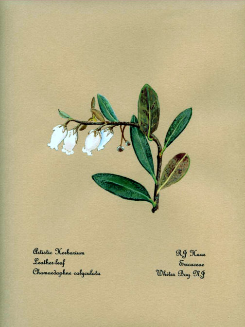Leather Leaf | Plants of the Pinelands Series