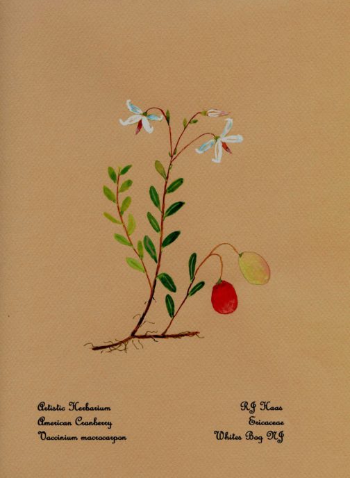American Cranberry Card