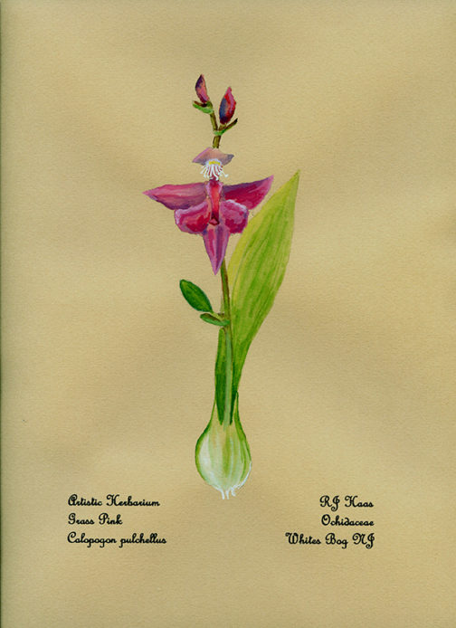 Grass Pink Card