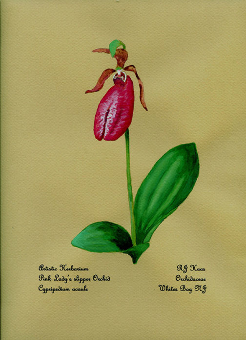 Pink Lady Slipper Card