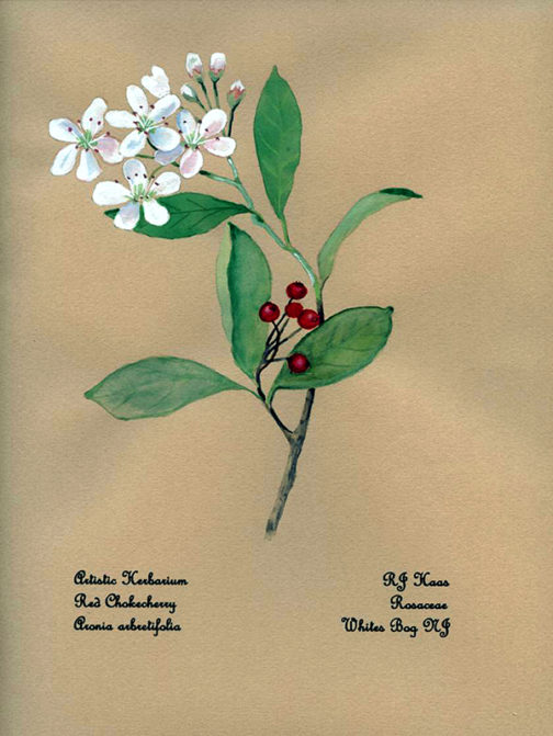 Red Chokeberry Card