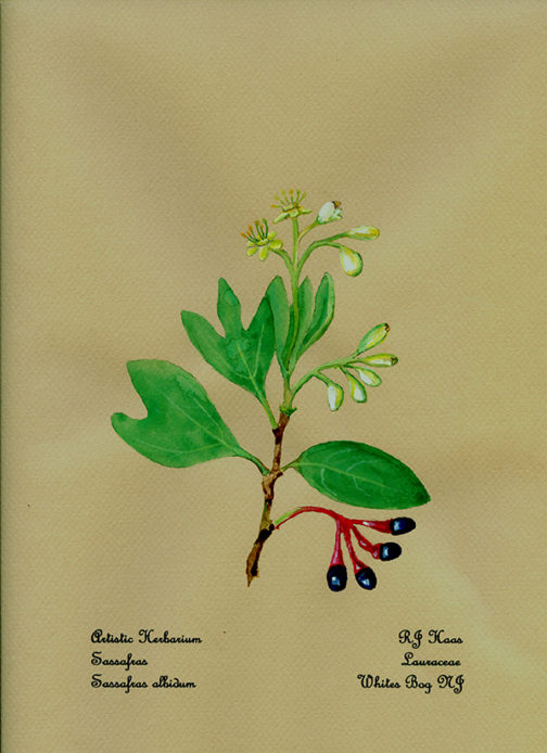 Sassafrass Card