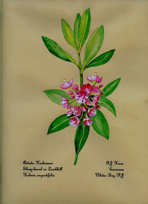 Sheep Laurel or Lambkill Card