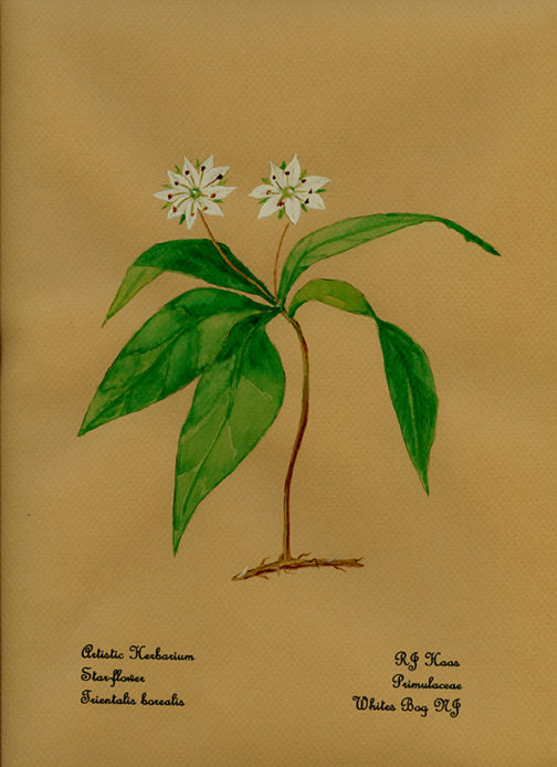Star Flower Card