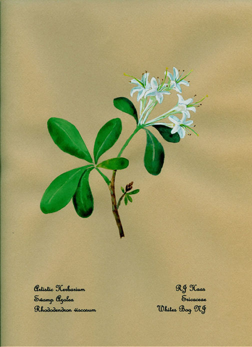 Swamp Azalea Card