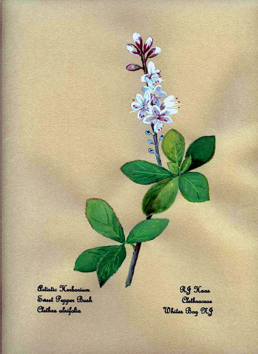 Sweet Pepper Bush Card