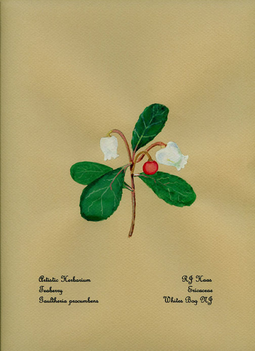 Teaberry Card
