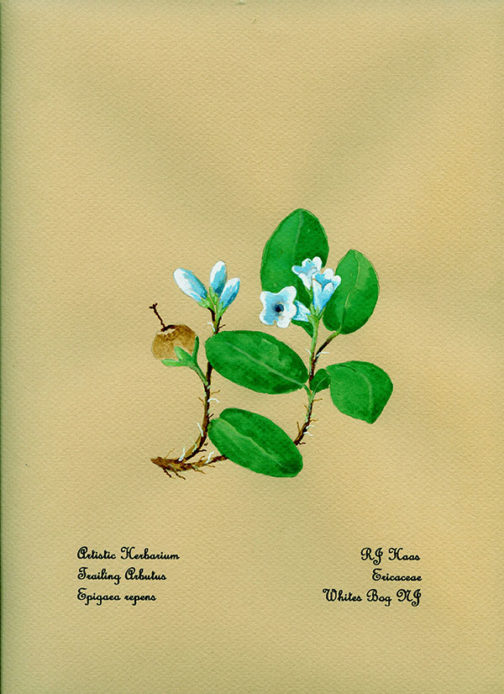 Trailing Arbutus Card
