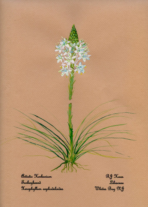 Turkey Beard Card